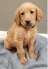 Roztomil tn Labradoodle k adopci.