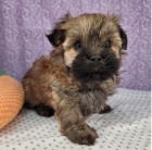 Roztomil ttko Havanese k adopci.