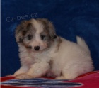 Roztomil tn Aussiedoodle k adopci.