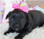 Roztomil tn Maltipoo k adopci.