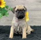 Krsn ttka Pug k adopci