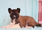 fantastick tata Akita Inu k adopci 