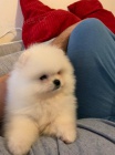 Pomeranian tata k adopci