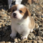 Zdrav a okovan tata Pembroke Welsh Corgis na prodej