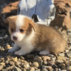 Zdrav a okovan tata Pembroke Welsh Corgis na prodej