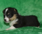 tata Pembroke Welsh Corgis na prodej