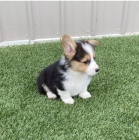 Krsn tata Welsh Corgi k adopci