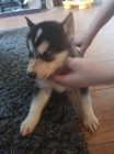 Rozkon sibisk husky s krsnmi modrmi oima.