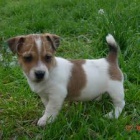 Jack Russell