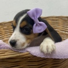 Krsn ttka Beagle k adopci.