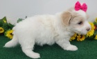 Krsn tata Maltipoo k adopci.