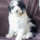 Ndhern Mini Aussiedoodle