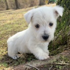 Krsn a andlsk tata West Highland White Terriers na prodej