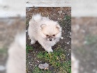 Mini pomeranian Spic PP FCI