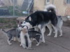 Sibisk husky tata miminka