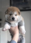 Japonsk Akita Inu....