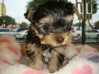 11 tdn star fena a tata yorkie prodej