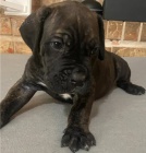 Rozkon tata Cane Corso pro dobr domov