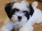 tata shih tzu