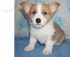 Welsh Corgi, Pembroke tata k dispozici 