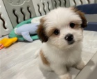 Krsn tata shih tzu