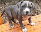 tata americkho Pitbull terira k adopci 