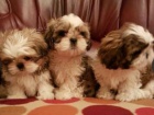 Pimen AKC Shih Tzu tata pipravena