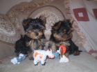 Lovely Yorkshire aj Yorkie tata