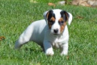 zskejte asn a zdrav tata jack russell na prodej.