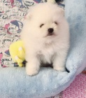 rehoming pomeranian tata