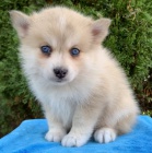 Prodej krsnch ps Pomskies (kenec plemene sibisk husky a pomeranian)