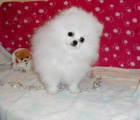 Pomeranian tata k adopci