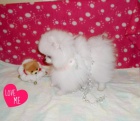 Pomeranian tata k adopci