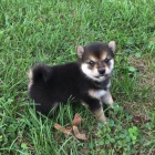 Rozkon miminka tata shiba inu na prodej