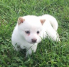 bl tata shiba inu na prodej
