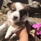 krsn a rozkon Pembroke Welsh Corgi tata tata na prodej.