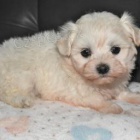 Maltipoo