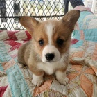 krsn a andlsk Pembroke Welsh Corgi tata tata na prodej.