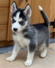 Rozkon sibisk husky