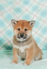 Fantastick tata Shiba Inu pro dobr domov