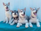 Sibisk husky (hasky) - puppy-FCI
