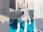 Sibisk husky (hasky) - puppy-FCI