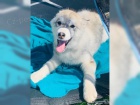 Sibisk husky (hasky) - puppy-FCI