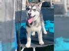 Sibisk husky (hasky) - puppy-FCI