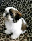 krsn tata shih tzu