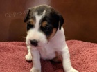 Kvalitn istokrevn jack Russell