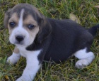 adoptovat tata beagle