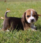 adoptujte krsn tata beagle