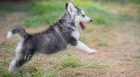 sibisk husky