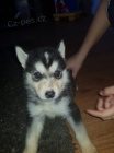 Na prodej roztomil a zdrav sibisk husky